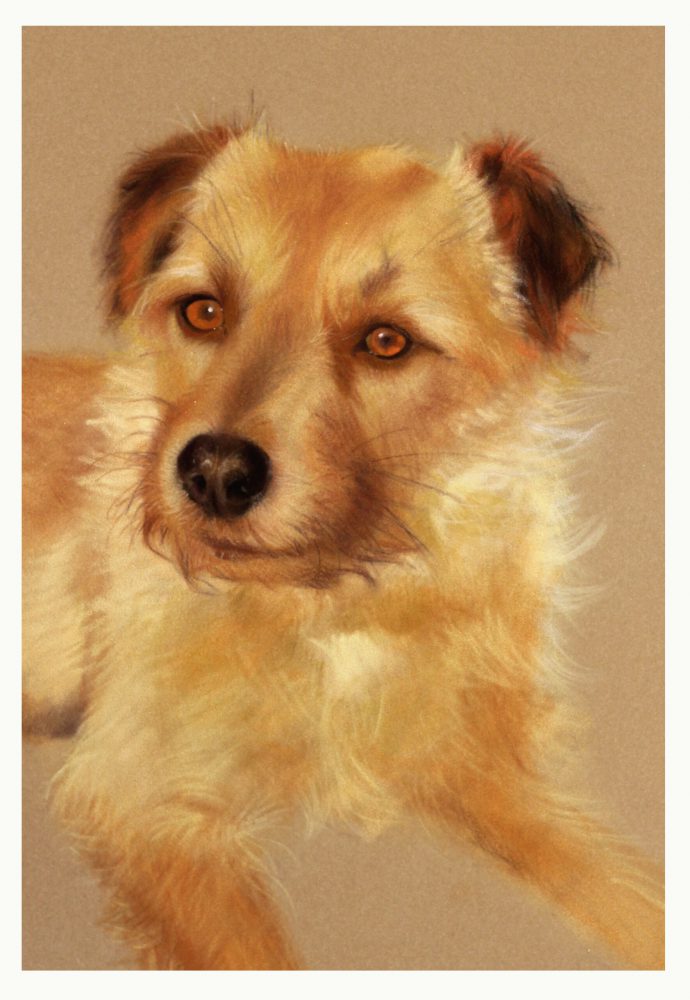 pastellkreidezeichnunghund
